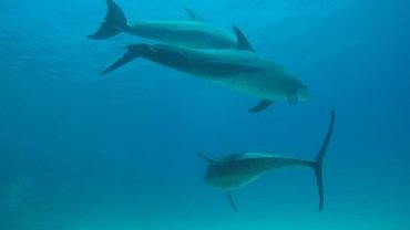 Dolphin House- Snorkeling Boat Trip - Flyberry Tours