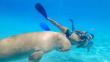 Abu Dabbab Adventure: Swim with Sea Turtles and Explore Coral Reefs - Flyberry Tours