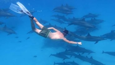 Dolphin House- Snorkeling Boat Trip - Flyberry Tours
