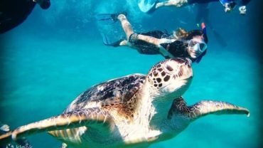 Abu Dabbab Adventure: Swim with Sea Turtles and Explore Coral Reefs - Flyberry Tours