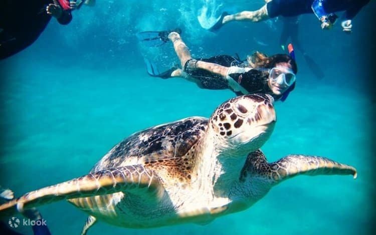 interact responsibly with dolphins Red Sea