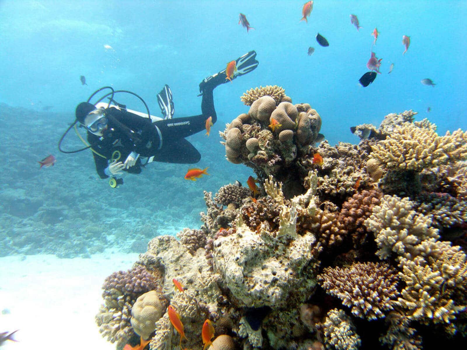 snorkeling vs scuba diving Hurghada
