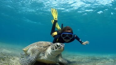 Abu Dabbab Adventure: Swim with Sea Turtles and Explore Coral Reefs - Flyberry Tours