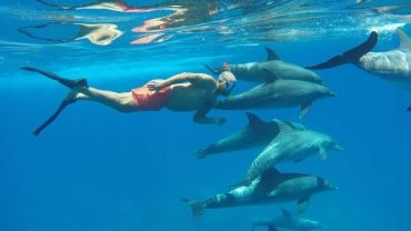 Dolphin House- Snorkeling Boat Trip - Flyberry Tours