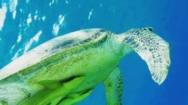Abu Dabbab Adventure: Swim with Sea Turtles and Explore Coral Reefs - Flyberry Tours