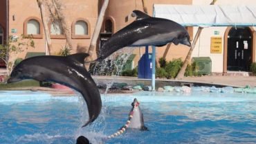 Dolphin Show - Flyberry Tours
