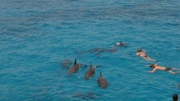Dolphin House- Snorkeling Boat Trip - Flyberry Tours