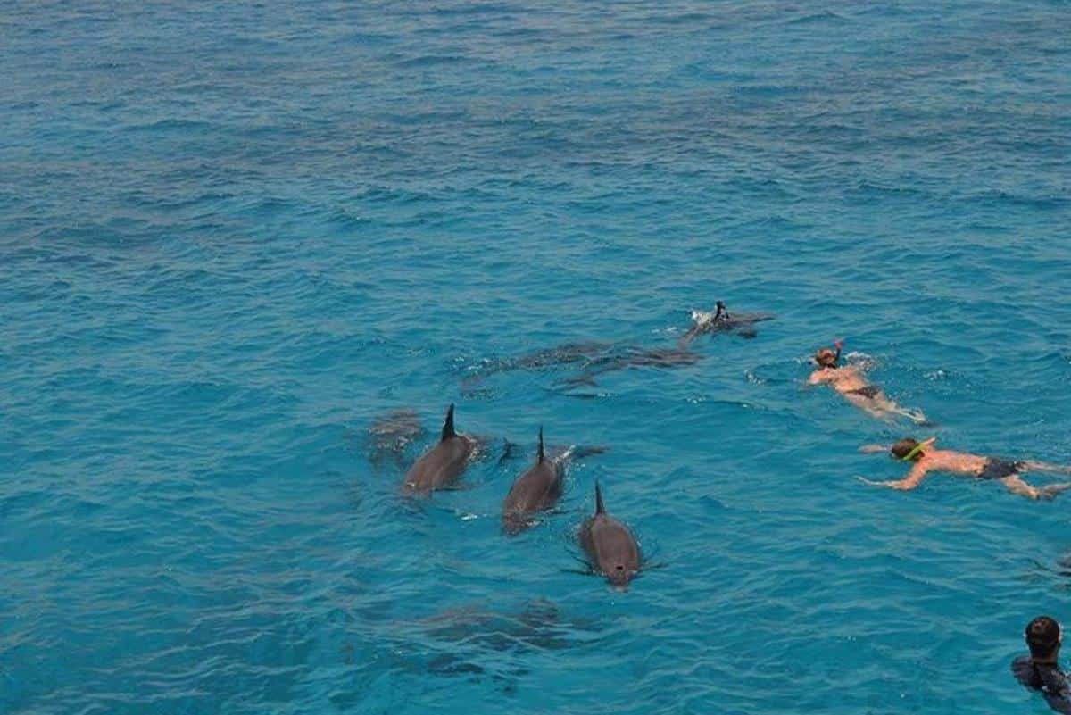 marine life Dolphin Reef Hurghada