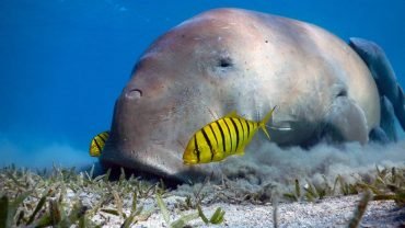 Abu Dabbab Adventure: Swim with Sea Turtles and Explore Coral Reefs - Flyberry Tours