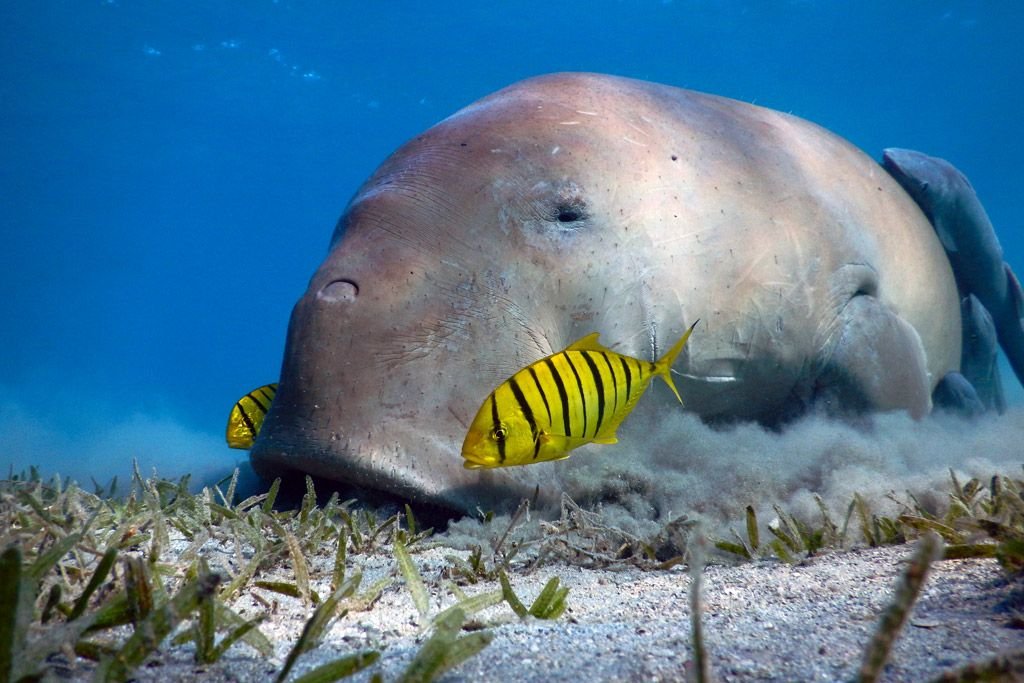underwater photography tips scuba divers