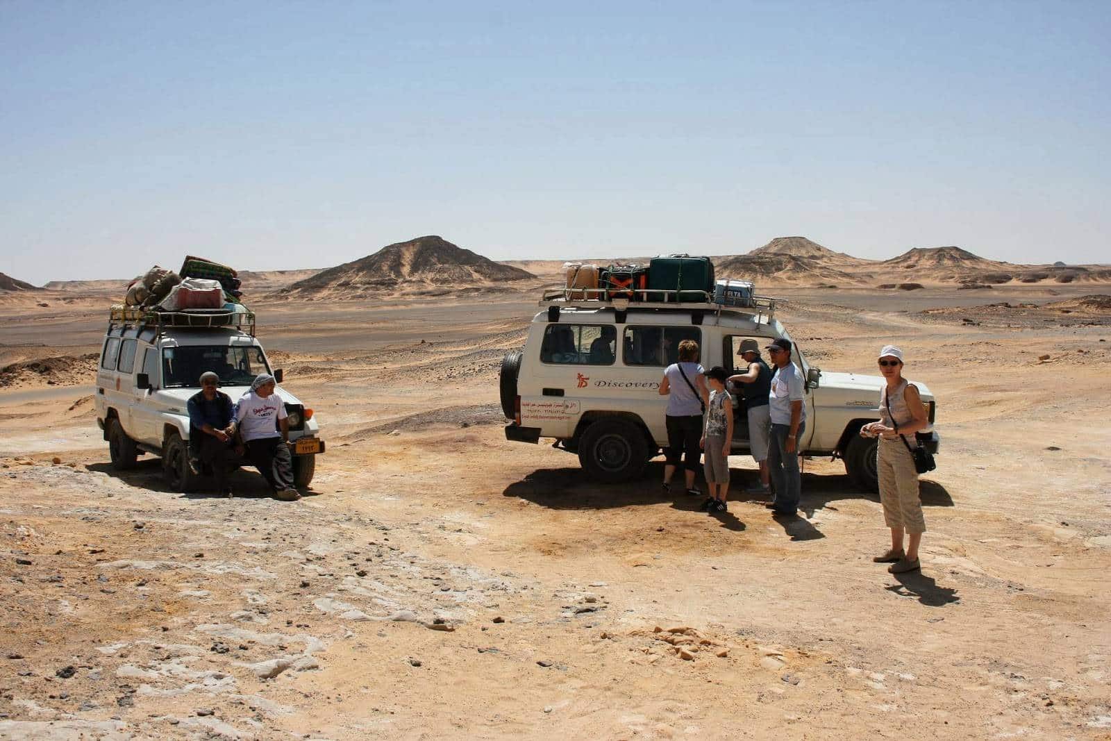 Arabian horses in Egypt