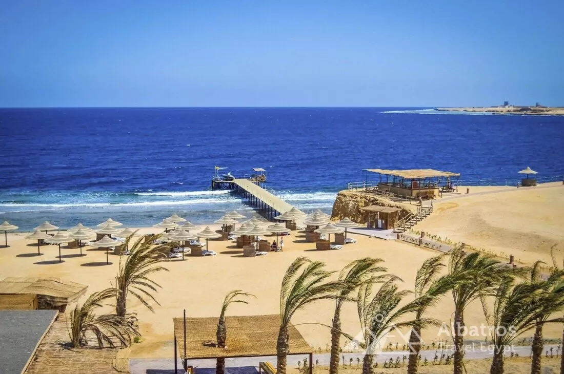 whale shark sightings Red Sea Hurghada