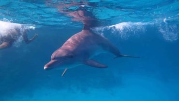 Dolphin House- Snorkeling Boat Trip - Flyberry Tours