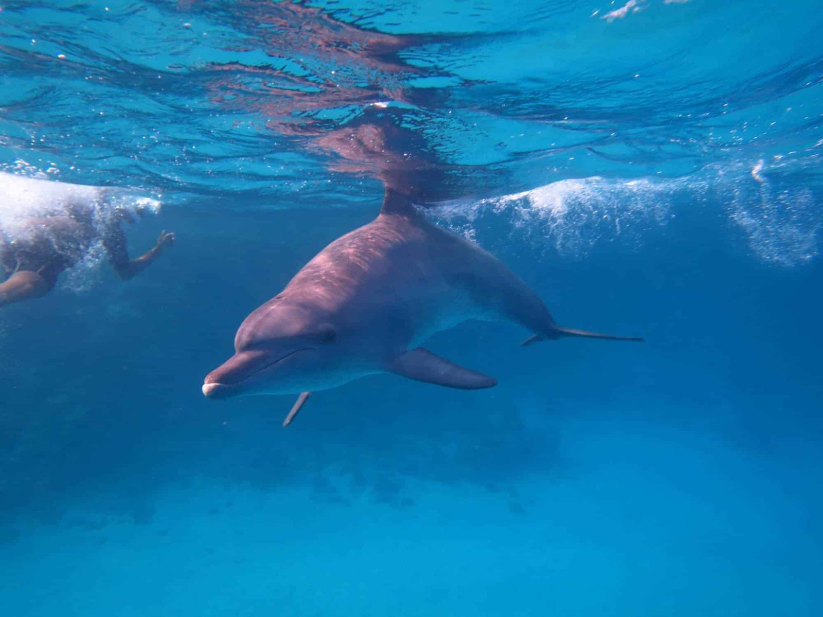Abu Dabbab sea turtles and dugongs