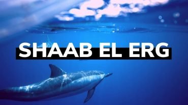 Dolphin House- Snorkeling Boat Trip - Flyberry Tours