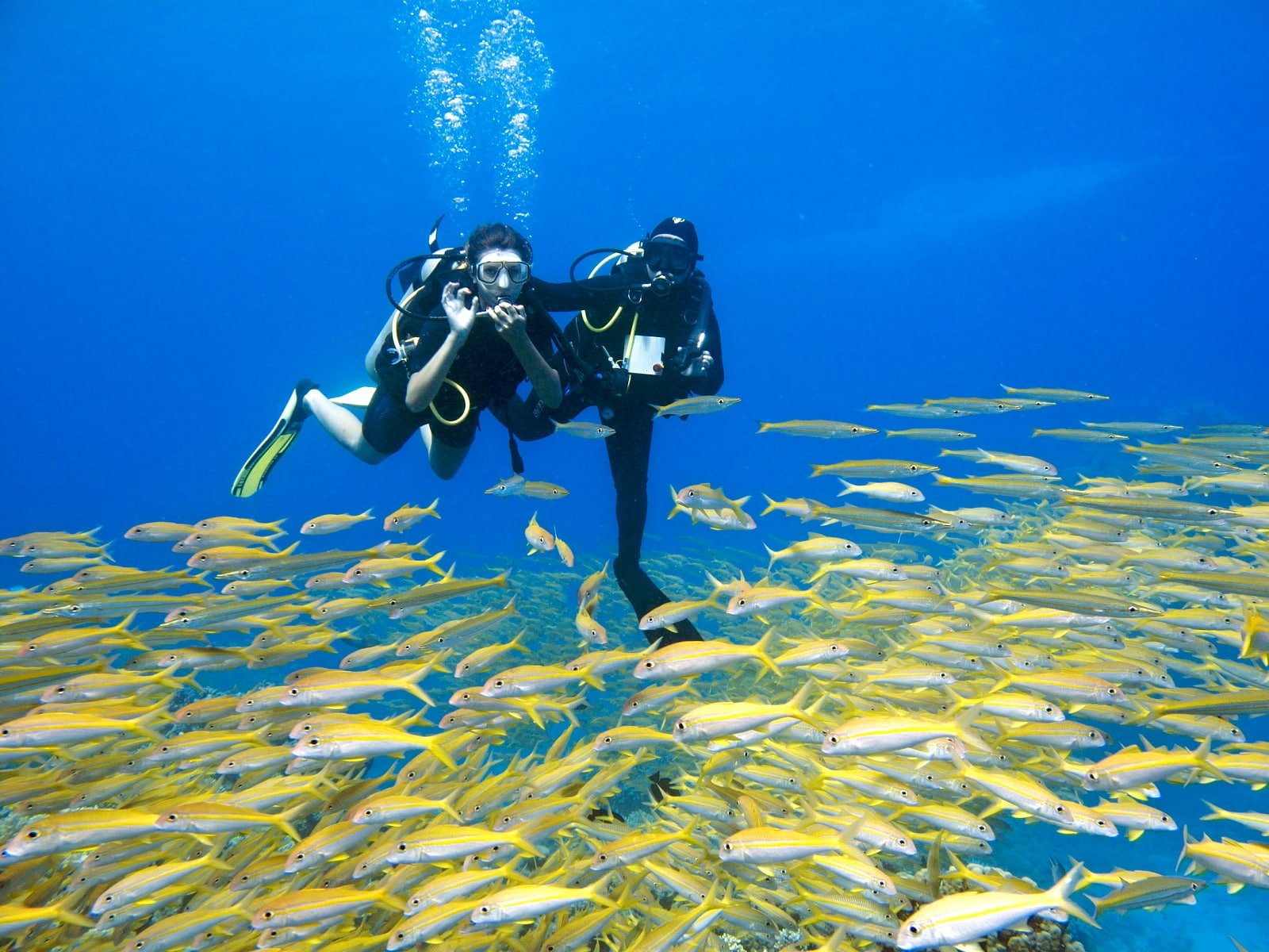 wild dolphin trips vs dolphin shows Hurghada