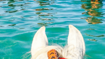 Horse riding - Flyberry Tours