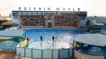 Dolphin Show - Flyberry Tours