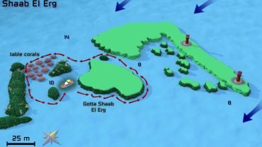 Dolphin House- Snorkeling Boat Trip - Flyberry Tours