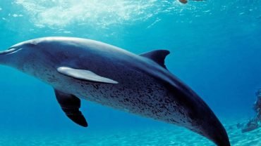 Dolphin House- Snorkeling Boat Trip - Flyberry Tours