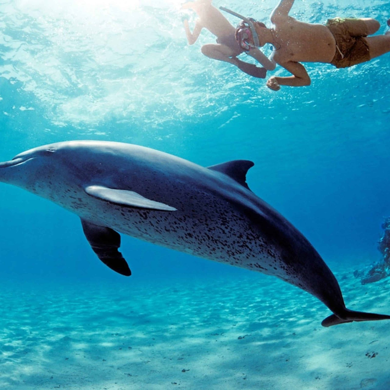 PADI certifications in Hurghada