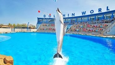 Dolphin Show - Flyberry Tours
