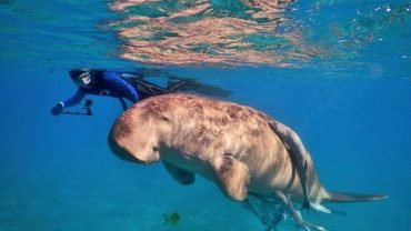 Abu Dabbab Adventure: Swim with Sea Turtles and Explore Coral Reefs - Flyberry Tours
