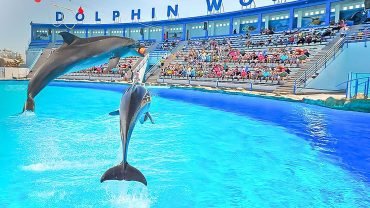Dolphin Show - Flyberry Tours
