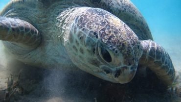 Abu Dabbab Adventure: Swim with Sea Turtles and Explore Coral Reefs - Flyberry Tours