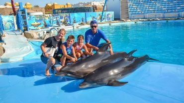 Dolphin Show - Flyberry Tours