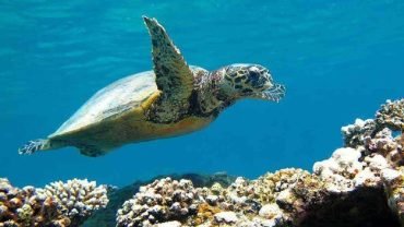 Abu Dabbab Adventure: Swim with Sea Turtles and Explore Coral Reefs - Flyberry Tours