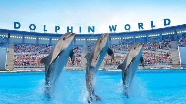Dolphin Show - Flyberry Tours